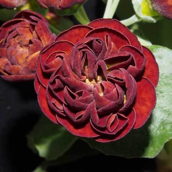  № 90 "Lincoln Pippin " Primula auricula